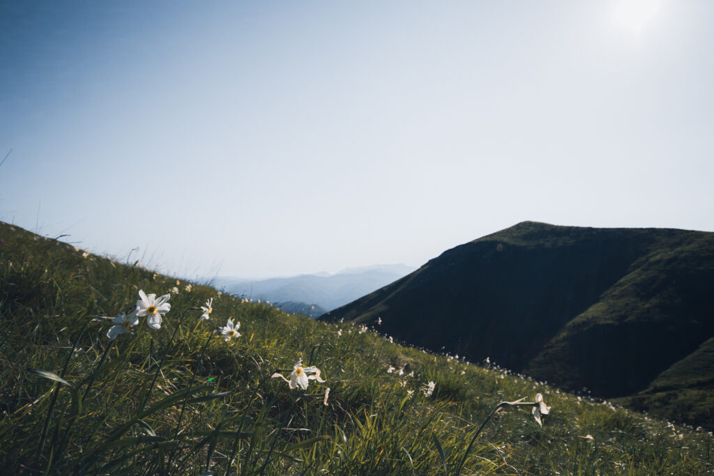 Idyllic Tuscan mountaintop adorned with wildflowers, creating a picturesque setting for an intimate elopement ceremony.